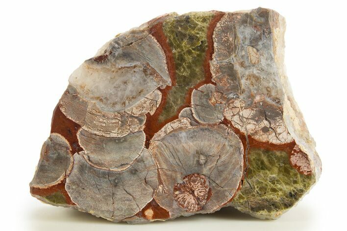 Polished Mushroom Jasper Section - Arizona #334867